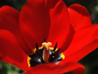 Tulipan Apeldoorn 8 løg